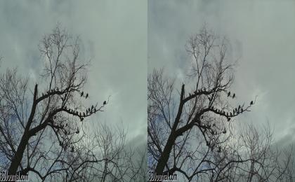 Ptáci u Vltavy