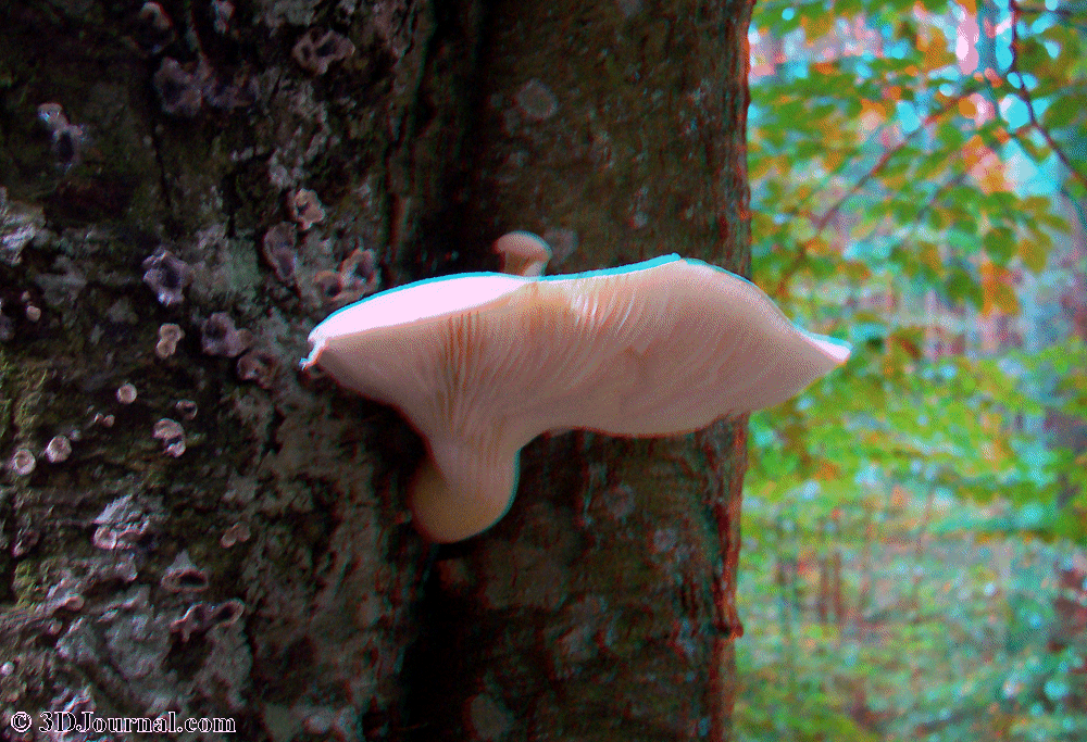 Bohemian Forest - a mushroom