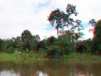 Peru - Amazonia - jungle
