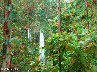 Tanzania - surroundings of Mt. Kilimanjaro