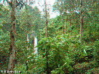 Tanzania - surroundings of Mt. Kilimanjaro