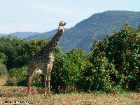 Tanzania - National parks: Serengeti, Lake Manyara, Ngorongoro