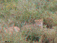 Tanzania - National parks: Serengeti, Lake Manyara, Ngorongoro