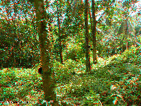 Thailand 3D: Ko Samui