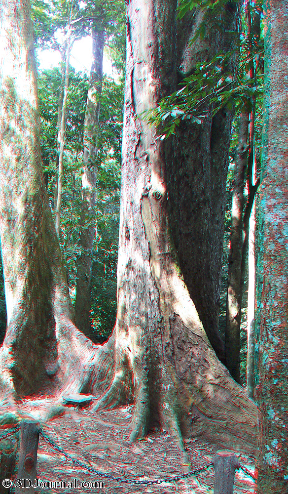Národní park Cuc Phuong - tisíciletý strom